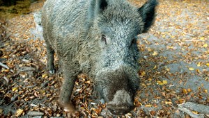 NA VLASTNEJ KOŽI. V tesnej blízkosti lesných diviakov