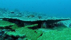 Nečakaný objav na dne mora: Vedci neverili vlastným očiam