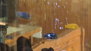 Muža (33) odsúdili na štyri mesiace za zabitie akváriovej rybky