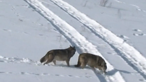 Poľovná sezóna lovu vlka dravého na Slovensku sa končí, doteraz ulovili 67 jedincov