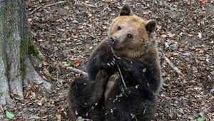 Pre výskyt medveďa vyhlásili v Prešovskom kraji mimoriadnu situáciu