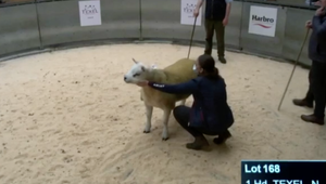 Výherca aukcie vo Veľkej Británií získal najdrahšieho barančeka. Jeho suma je astronomická