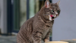 Chovateľ mačiek zomrel, jeho zvieratá ho obhrýzli