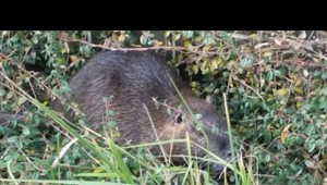 Na nutrie, ktoré sa premnožili, začne lov