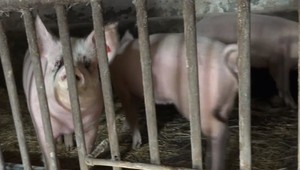 Mäsiari hlásia problém s ošípanými. Masť z nich sa stáva vzácnosťou