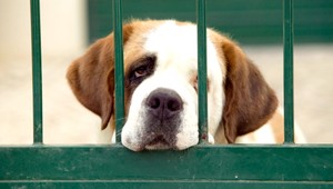 Pes ako potrava? Podľa zákona dovolené...