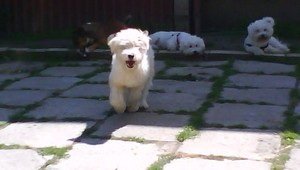 V Košických Olšanoch sa stratil Beny, pomôžte!