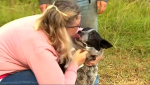 Iba trojročné dievča sa stratilo v lese, 17-ročný pes čakal pri nej celú noc na pomoc