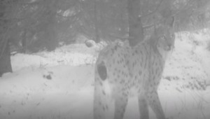 VIDEO: Tajomná šelma menom Rys hľadá partnera. Takéto unikátne zábery ste ešte nevideli