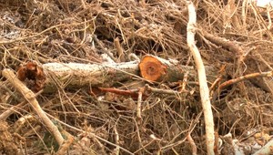 Kontroverzný výrub stromov skončil pred súdom. Obvinený bol s trestom spokojný