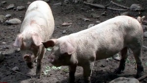 Ak mor ošípaných zasiahne veľkochov, hrozí katastrofa. Veterinári už vyzvali poľovníkov na hromadné strieľanie diviakov