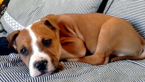 V Galante sa stratil Ares! Videli ste ho?