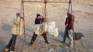 Objavili najťažšieho živého tvora na Zemi: Vážil až 340 ton