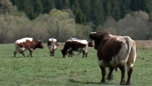 VIDEO: Na Oravu prišla jar. Vedia to aj kravy, ktoré radostne bučia na pastvinách