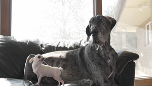 Stretnutie rekordérov: V Idahu sa zišli najvyšší a najnižší pes na svete