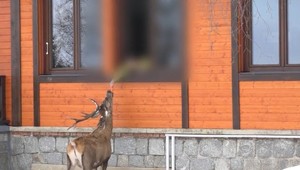 Petra napadol jeleň len pár metrov od rodinného domu