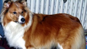 Nevideli ste fenku Titi? Stratila sa v Trenčíne...