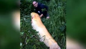 Na bratislavskej Železnej studienke vytiahol rybár takmer dvojmetrového sumca albína