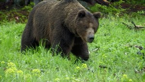 Na strednom Slovensku zaútočil na turistu medveď. V tomto čase by mal ešte spať