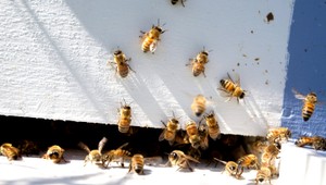 Medová kríza. Nedostatok včiel už začali riešiť šľachtením