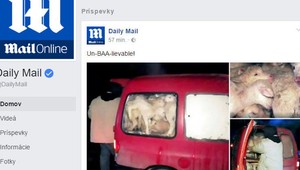 Utlačené jahniatka v aute zaujali aj britský Daily Mail