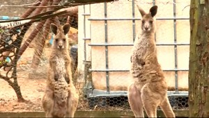 VIDEO: Klokan brutálne napadol svojich ošetrovateľov