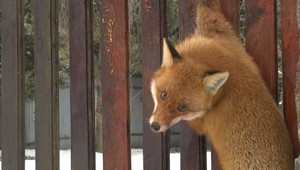 Vojakov vystriedajú líšky. Opustené bunkre poskytnú domov