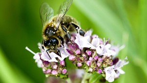 V Bojniciach likvidovali netradičnú čiernu stavbu. Včely na strome