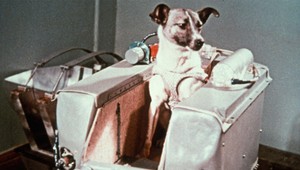 Tragický osud prvého psa vo vesmíre: Lajka sa upiekla zaživa