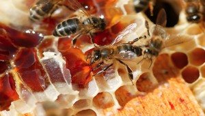 Pozor, kde nakupujete med. V meste obľúbenom Slovákmi predávajú takzvaný umelý med