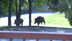 Žiakom zakázali vychádzať na dvor. Obsadili ho diviaky