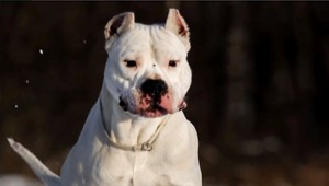 O výstavnú dogu sa bijú dve majiteľky, zatiaľ zostáva na polícii