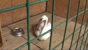 Neskutočná krutosť. Takto dokázali ublížiť labuti...