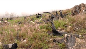 Tatry prekonali požiar a následne záplavy. Príroda sa pomaly spamätáva