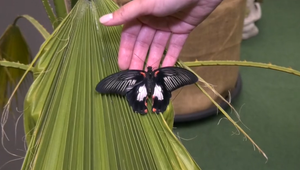 Motýlia záhrada na Liptove: Exotická krása a tajné prekvapenie