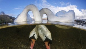 Smiech aj smútok, krása aj hrôza: Najlepšie fotografie prírody roku 2018 vám vyrazia dych