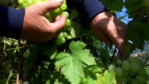 Žilinský záhradkár pestuje 580 odrôd hrozna, niektoré sám vyšľachtil