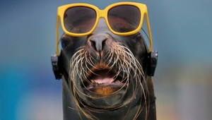 VIDEO: Tak s týmto ste sa určite ešte nestretli! Videli ste už spievať tuleňa?