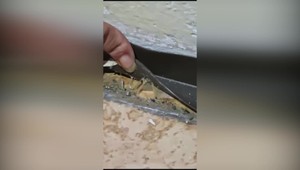 Osemdesiat rodín v bytovke vedie boj s plošticami: Nič nepomáha, objavili ale závažnejší problém