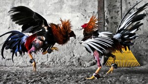 NA VLASTNEJ KOŽI. Toto sú kohútie zápasy zblízka