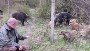 Mestskí policajti v Pezinku majú o problém navyše: Na sídlisku Muškát obťažujú obyvateľov svine