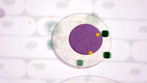 Nový liek na leukémiu. Toto sú zázračné šedé tabletky