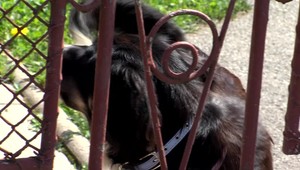 Staršieho muža dohrýzol pes, s početnými ranami skončil v nemocnici