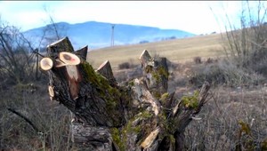 Desiatky stromov padli za obeť nelegálnemu výrubu. Obecný poslanec tvrdí, že to mal byť omyl