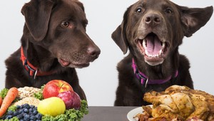 Stále viac ľudí núti svojich psov jesť vegetariánsku či vegánsku stravu