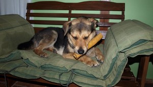 Rexík má nový domov, podarilo sa ho zachrániť aj vďaka vám!