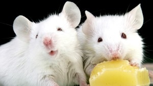 Z policajných skladov zmizlo pol tony marihuany. Myši ju zožrali, tvrdia príslušníci