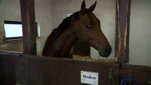 Spor o koňa za 25 tisíc eur. Trénerka mala vykastrovať Rodena bez súhlasu majiteľov