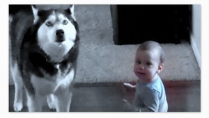 VIDEO. Pes husky a batoľa.  Asi najlepší speváci všetkých čias