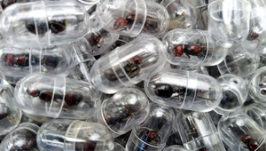 V Keni zadržali Číňana, ktorý chcel v batožine prepašovať 2200 živých mravcov